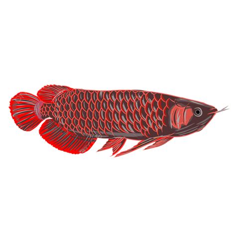 Gambar Gambar Ilustrasi Vektor Ikan Arwana Merah, Satwa, Ikan, Arowana PNG dan Vektor dengan ...