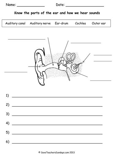 Parts Of The Ear Labeling Worksheet