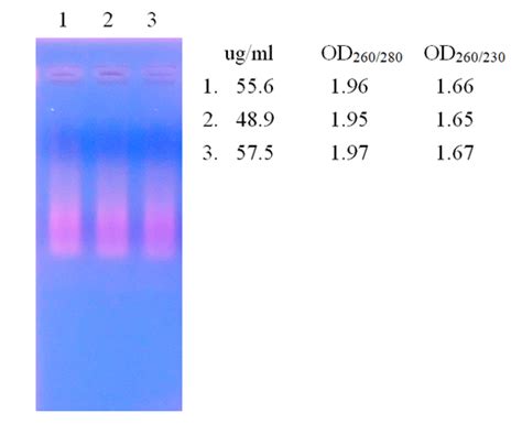 EpiQuik Total RNA Isolation Kit (Plant) | EpigenTek