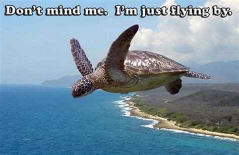 FLYING TURTLE - Meme by life_mystery :) Memedroid