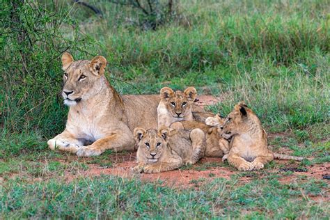 A Lion Cub Crèche - Lion Recovery Fund