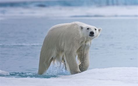 Polar Bear comes from water onto an ice floe. Spitsbergen coast ...