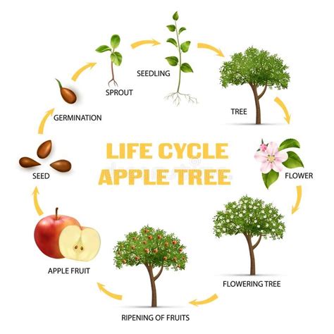 Apple Life Cycle Infographic Set. Apple tree life cycle infographic set realistic vector ...