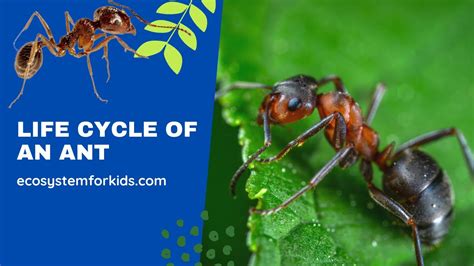 The life cycle of an ant for kids - Classroom game on ant life cycle - Interactive ant life ...