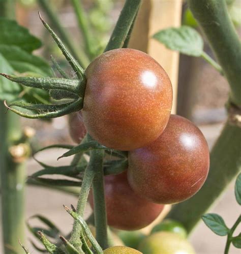 Black Cherry Tomato Seeds – West Coast Seeds