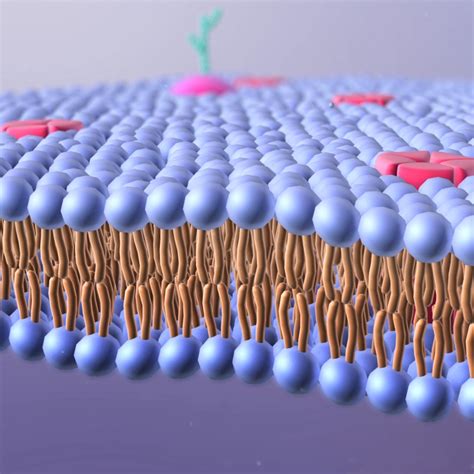 Lipid Bilayer - Ragdoll Animation