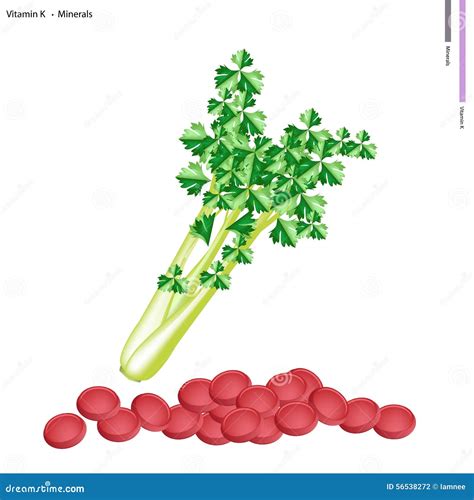 Fresh Green Celery with Vitamin K and Minerals Stock Vector - Illustration of coriander, health ...