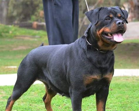 American vs. German Rottweiler: Which Is Right for You?