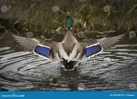 Mallard Impressive Wingspan Stock Photo - Image of closeup, ducks ...