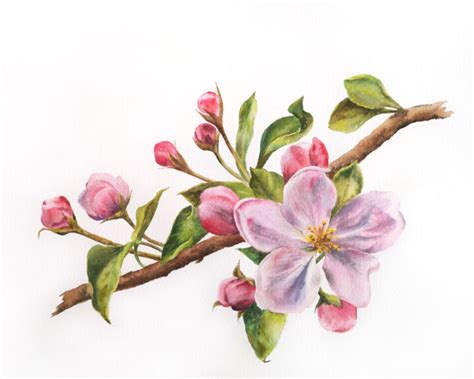 Cherry Blossom, Watercolor Flower Painti, Painting by Olya Grigorevykh | Artmajeur