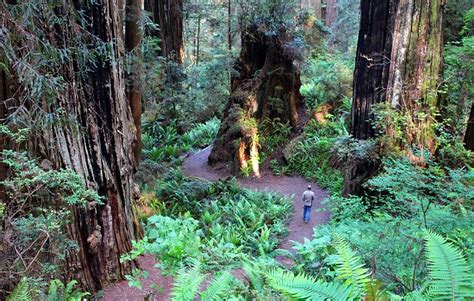 7 Best Hikes in Redwood National and State Parks | PlanetWare