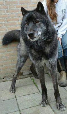 Tibetan Mastiff Wolf Mix - Bing in 2021 | Power animal, Cute animals ...