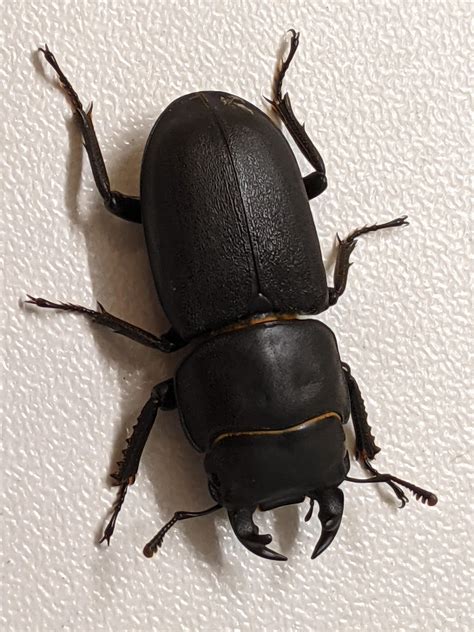 I found what I think is a male lesser stag beetle the other day! : r/Beetles