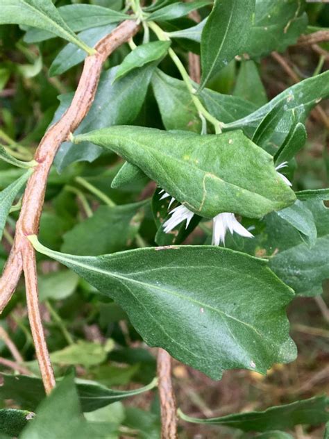 Eastern baccharis (Baccharis halimifolia) – Seashore to Forest Floor