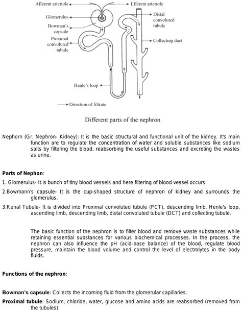 explain nephron its function with easy diagram