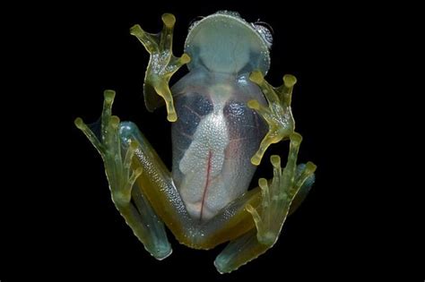 Ever Seen a 'Glass Frog'? New Study Reveals How it Remains Translucent