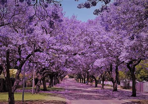 THE spectacular Jacaranda tree - The Leader