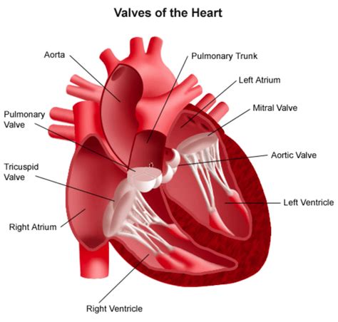 Aortic Valve Repair and Replacement | Patient Care