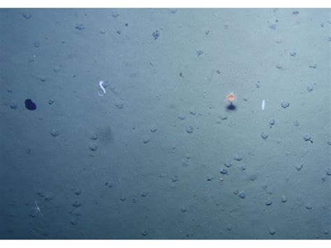 Environmental impact of deep-sea mining can last decades