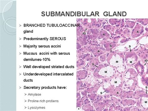 HISTOLOGY OF SALIVARY GLANDS Dr Sobia Ibrahim Assistant