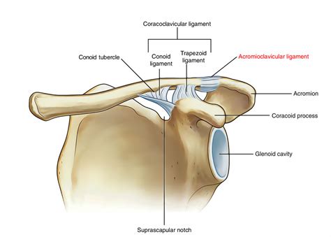 Acromioclavicular Joint Anatomy – Earth's Lab