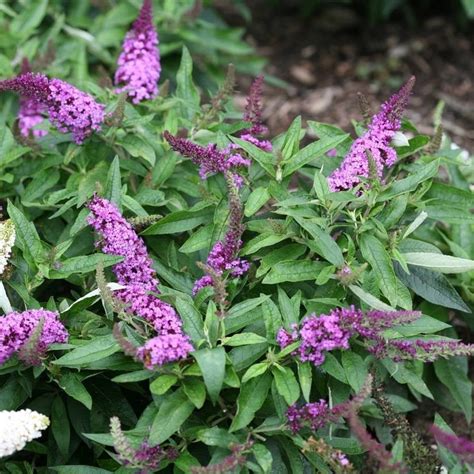 Lavender Soda Pop Butterfly Bush, Dwarf Buddleia Bush - 1 Gal - Walmart.com