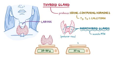 Thyroid and parathyroid gland histology: Video | Osmosis