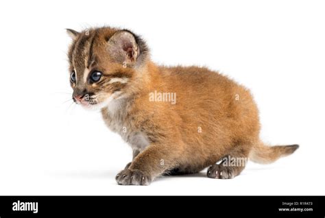 Asian golden cat sitting, Pardofelis temminckii, 4 weeks old Stock Photo - Alamy