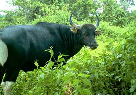 Borneo Banteng | WWF