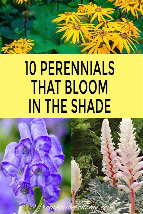 10 Tall Shade Perennials: Flowering Plants That Bloom In The Shade ...