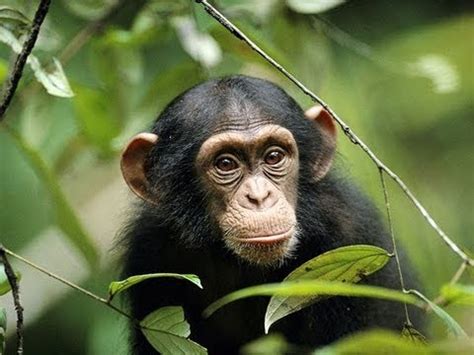 Smiling Chimpanzee at Monkey World - YouTube