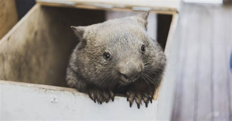 Wombats are at risk from severe skin condition | Southern Highland News | Bowral, NSW