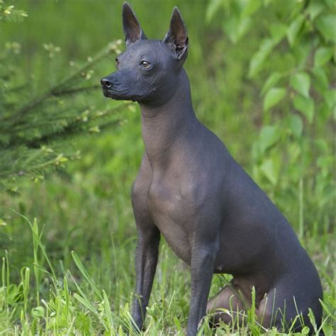 5 Hairless Dog Breeds That Are Sure to Capture Your Heart | Hairless dog, Mexican hairless dog ...
