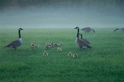 Bird Photography Tips & Techniques