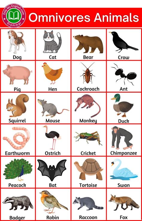 Examples | Omnivorous animals, Animals name in english, Animals name list