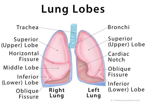 Lab 10 - Lung Anatomy Diagram | Quizlet