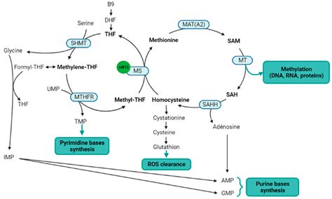 Cobalamin-dependent metabolism and its implication in solid cancers ...