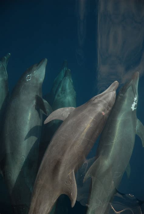 Free Images : sea, ocean, underwater, vertebrate, marine mammal, marine biology, spinner dolphin ...