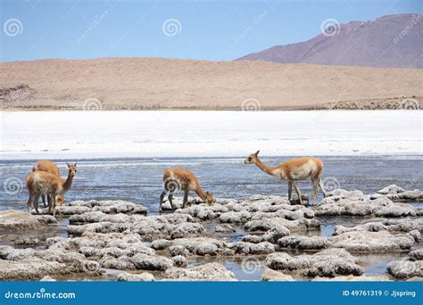 Vigogna Nella Laguna Delle Ande in Bolivia Immagine Stock - Immagine di ande, latino: 49761319