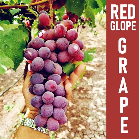 Organic Red Globe Grapes | Premium Quality | EcoFarm Naturals