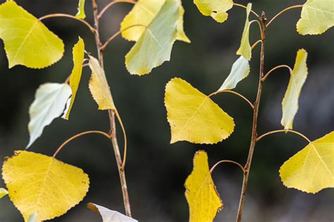 Cottonwoods | Los Padres ForestWatch