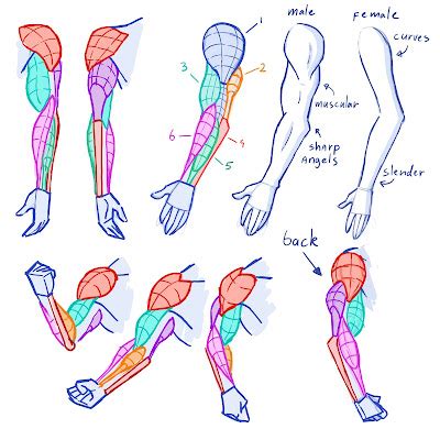 Learning drawing principles: arms Arm Drawing, Human Anatomy Drawing ...