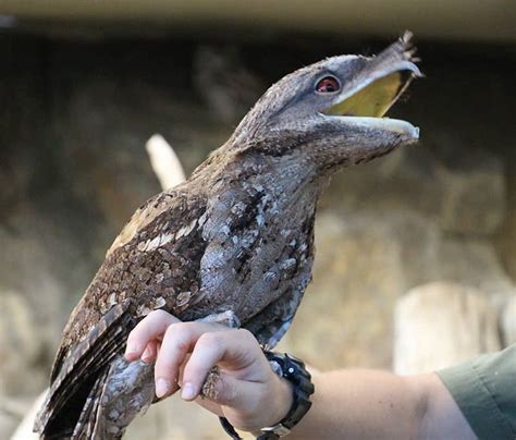 Papuan Frogmouth: Fact File | Cairns Zoom & Wildlife Dome