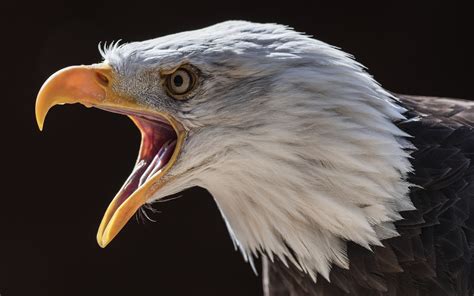 Eagle Beak Front