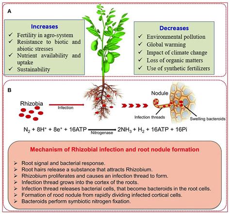 Frontiers | Competency of Rhizobial Inoculation in Sustainable ...