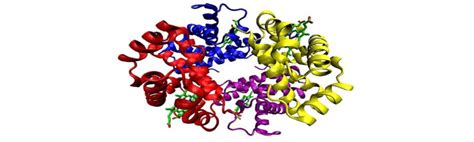 Enzyme Structure 3d