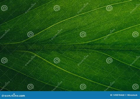 Green Beautiful Leafy Texture Stock Photo - Image of bright, grow: 149878468