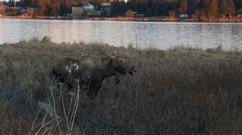 an animal that is standing in the grass near some water and trees with ...