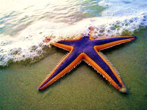 File:Royal starfish (Astropecten articulatus) on the beach.jpg