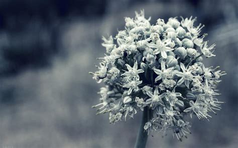 Grey Flower wallpaper | nature and landscape | Wallpaper Better